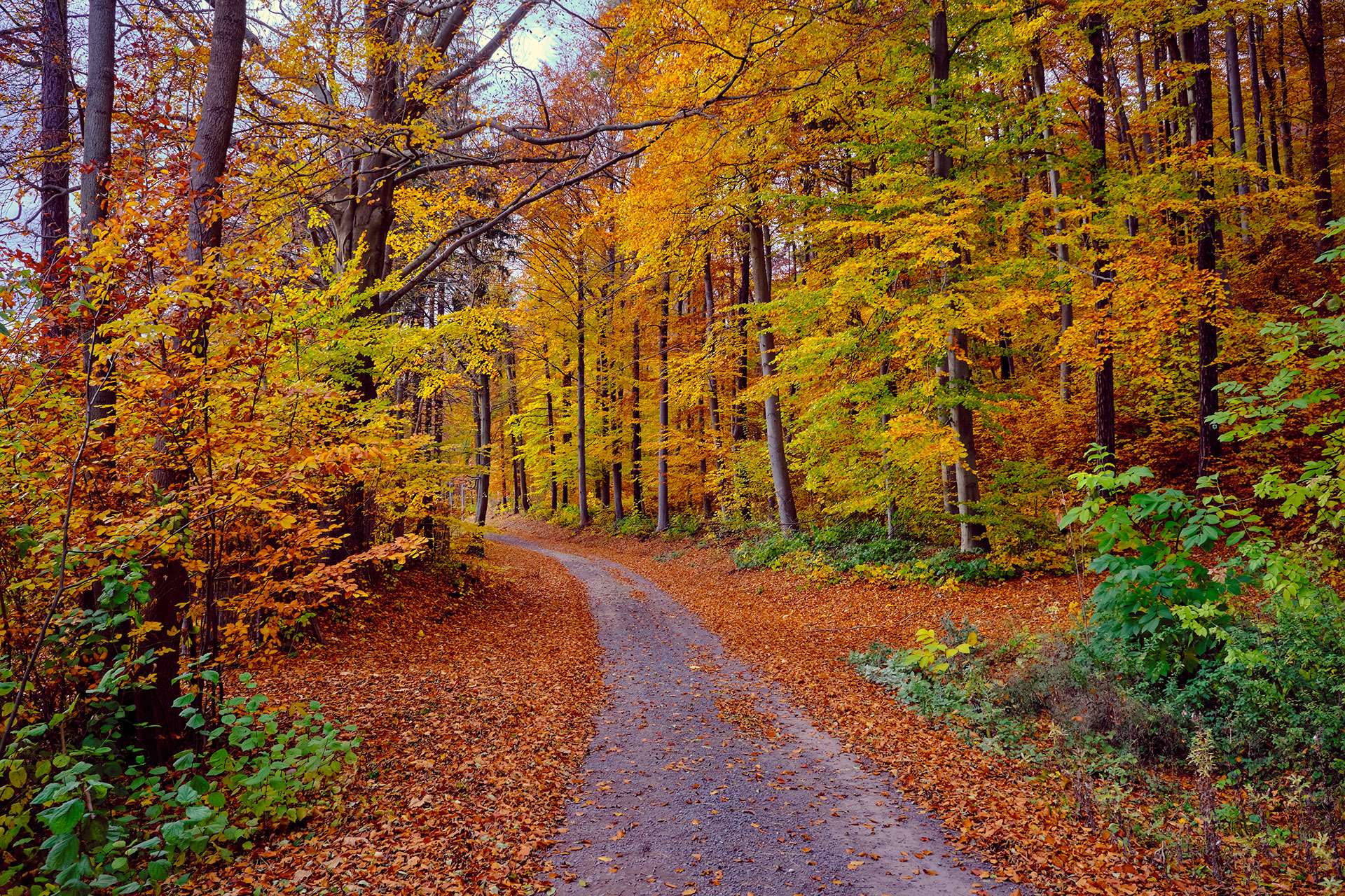 The Show of Foliage in Lessinia